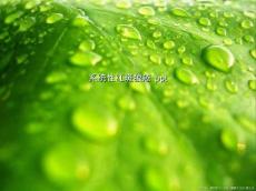 系统性红斑狼疮ppt