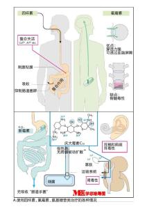 試用四環(huán)素、氯霉素、氨基糖苷類治療的情況