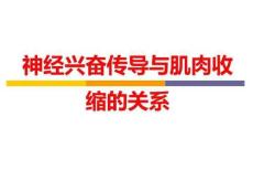 神经兴奋传导与肌肉收缩的关系
