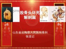 股骨头坏死解剖