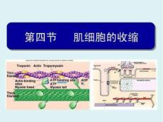 级生理学肌肉收缩