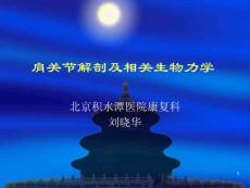 肩关节解剖