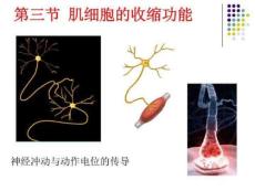 《肌肉的收缩》PPT课件