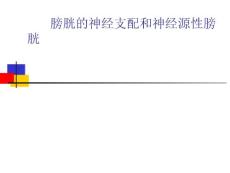 膀胱的神经支配和神经原性膀胱