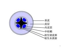 雙子葉植物根的初生結構（ppt課件）