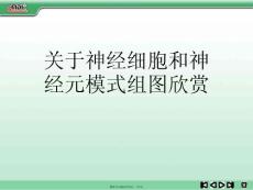 神經細胞和神經元模式組圖欣賞