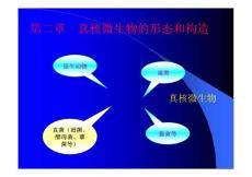 微生物3真核生物