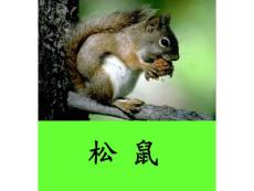 10 松鼠和松果 上課用