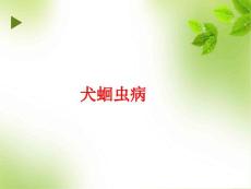 犬 蛔虫病课件