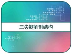 三尖瓣解剖结构-课件