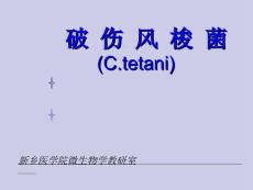 参赛破伤风教案