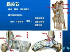 四肢PP课件
