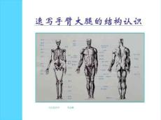 四肢结构认识