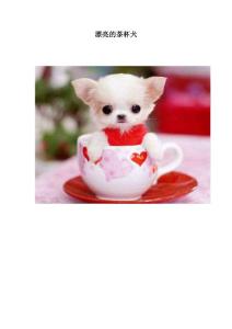 漂亮的茶杯犬