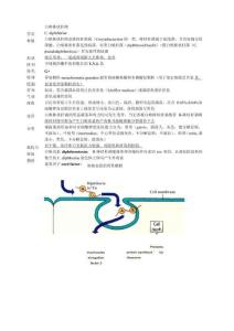 白喉棒状杆菌