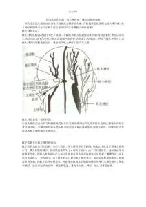 枕大神经痛
