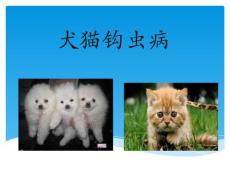 犬钩虫病