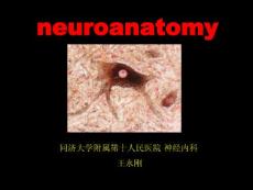 脊髓病、肌病、周围神经病见习