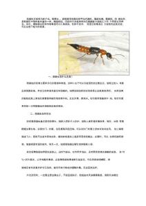 隐翅虫的危害及防治方法