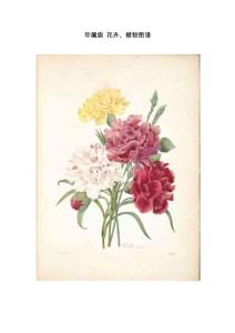 花卉植物設計素材-圖譜