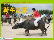 7 騎牛比賽參賽用(謝小艷)