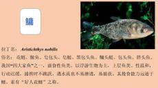 常见池塘养殖鱼类科普简介（部分）