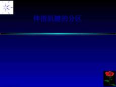 伸指肌腱的分区