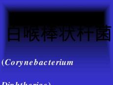 棒状白喉杆菌课件