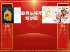 股骨头坏死解剖课件