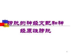 膀胱的神经支配和神经原性膀胱培训ppt课件