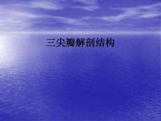 三尖瓣解剖结构