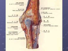 肘关节解剖-课件
