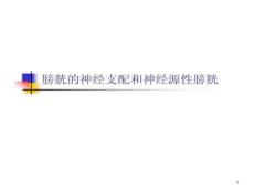 膀胱神经支配和神经原性课件
