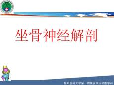 坐骨神经解剖课件