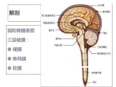 化脓性脑膜炎和结核性脑膜炎课件