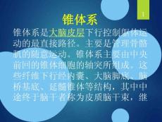 椎体系与锥体外系课件