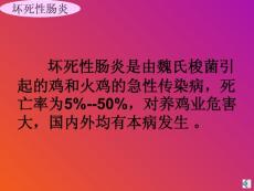 坏死性肠炎