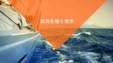 级生理学肌肉收缩