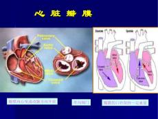 二尖瓣狭窄讲课.ppt