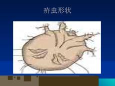 动物性皮肤病PPT课件.ppt