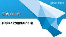 肌肉等长收缩的调节机制