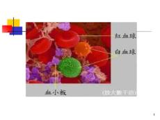 白细胞减少症的处理.ppt