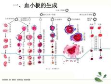 原发性血小板增多症的诊断与治疗.ppt