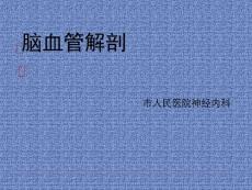 脑血管病解剖