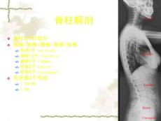 胸腰椎骨折