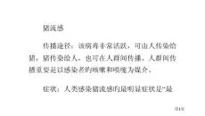 猪流感禽流感和普通流感的对比专家讲座培训课件