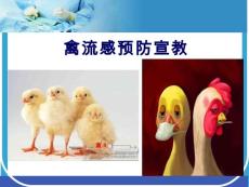 禽流感PPT