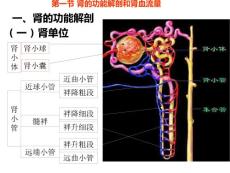 尿毒症【5页】