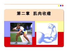 肌肉收缩讲解培训课件