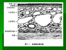 脉络膜的生理